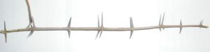 thorns